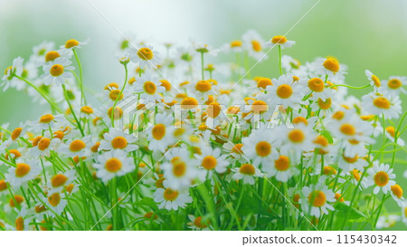 Flowering Of Daisies. Known As Common Daisy. Daisy Flowers Growing On Meadow. Flowering Of Daisies. Known As Common Daisy. Daisy Flowers Growing On Meadow. 115430342