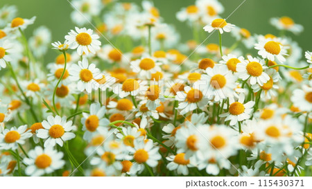 Daisy Flower On Green Meadow. White Chamomiles On Green Grass Background. 115430371