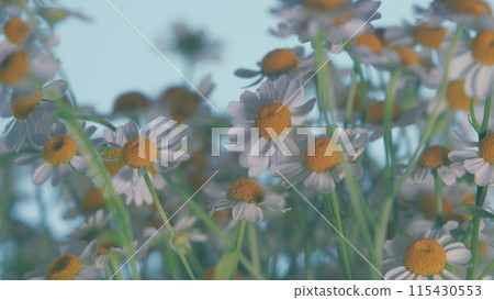 Lawn Daisy. White Yellow Blossom And Green Grass. White Chamomiles On Green Grass Background. 115430553
