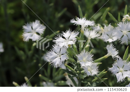 初夏花園裡盛開的白色石竹花 115430620