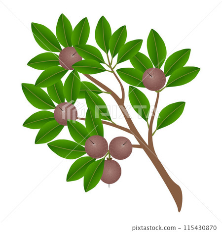Branch with ripe fruit sapote with leaves on a white background. Branch with ripe fruit sapote with leaves on a white background. 115430870
