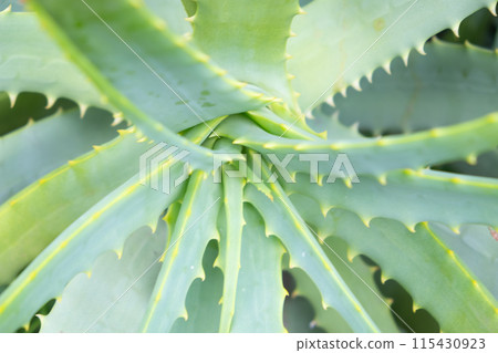 Aloe growing in the garden Aloe growing in the garden 115430923