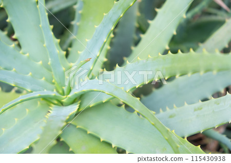 Aloe growing in the garden 115430938