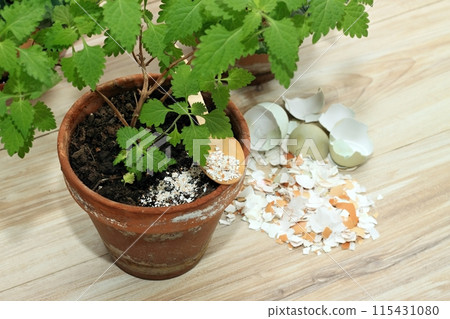 Crushed egg shells enrich the soil with calcium and other elements for plants.  115431080