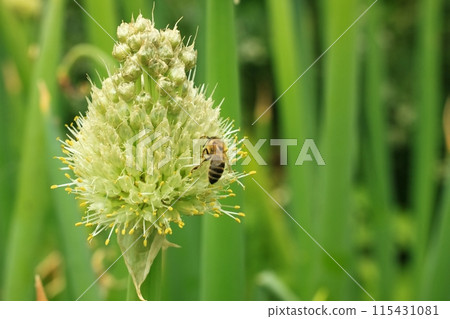 Flower head of Allium fistulosum loved by bees, also known as bunching onion. Flower head of Allium fistulosum loved by bees, also known as bunching onion. 115431081