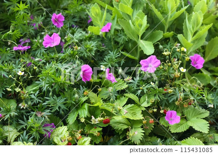Permaculture  garden full of flowers and wild strawberries.  115431085