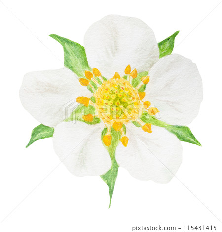Strawberry flower with white petals hand drawn watercolor illustration. Food art, fresh botanical realistic painting. Summer blossom clipart for menu, packaging of farm goods, vegan, garden products 115431415