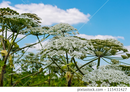 Giant hogweed plant against blue sky Giant hogweed plant against blue sky 115431427