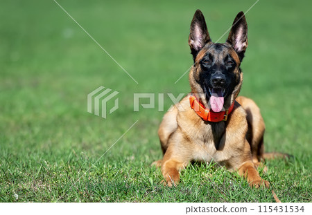 Malinois puppy of belgian shepherd lying on the grass and looking at the camera 115431534