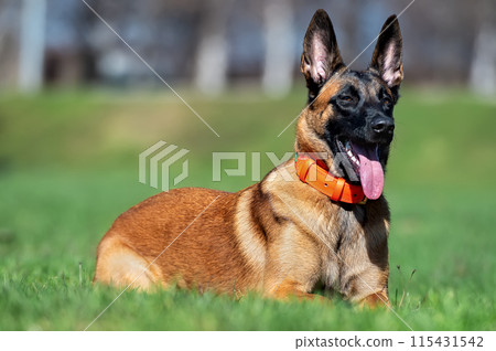 Belgian Shepherd Malinois puppy lying on the grass Belgian Shepherd Malinois puppy lying on the grass 115431542