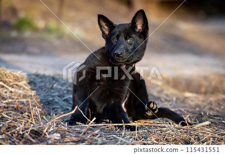 Funny German Shepherd puppy is about to scratch 115431551