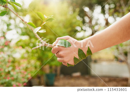 Nature, partnership and shaking hands with tree for ecology, sustainability or help on earth day outdoor in summer. Leaf, person and handshake with plant for growth, environment or agreement closeup 115431601