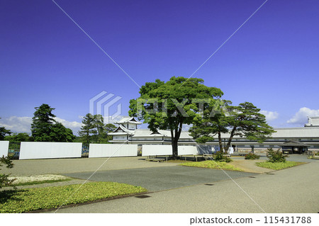 Spring park with beautiful fresh greenery 115431788