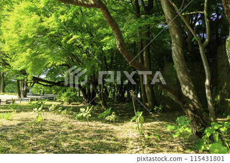 A park surrounded by fresh greenery 115431801