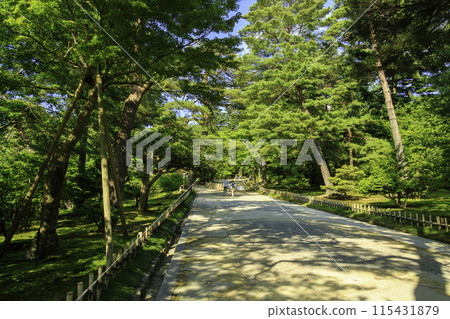 An approach to the entrance wrapped in fresh green An approach to the entrance wrapped in fresh green 115431879