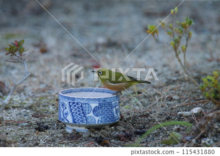 Birds that came to the garden: Japanese white-eyes, Birds that came to the garden: Japanese white-eyes, 115431880