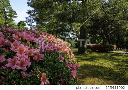 滿是盛開的杜鵑花的花園 115431902