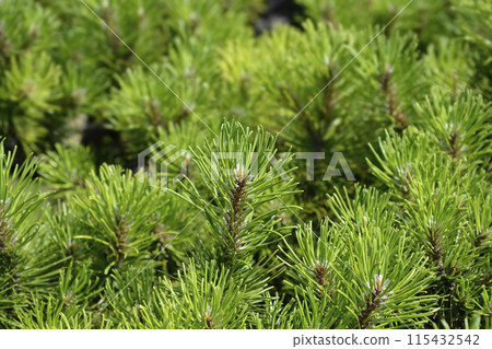 Dwarf mountain pine Mughus Dwarf mountain pine Mughus 115432542