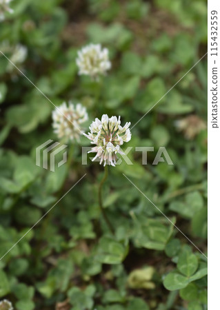 White clover White clover 115432559