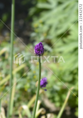 Flowering Onion Purple Sensation 115432572