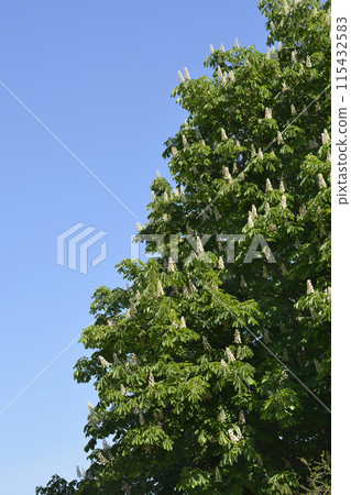 Common horse chestnut 115432583