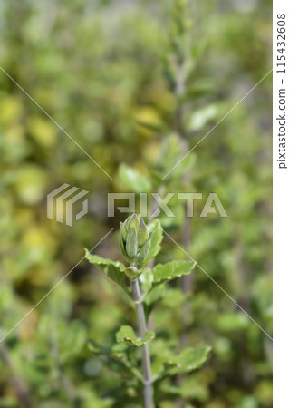 Yellow germander 115432608