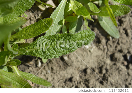 Common teasel 115432611