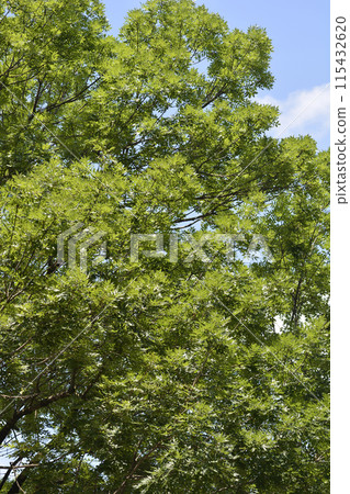 Common ash 115432620