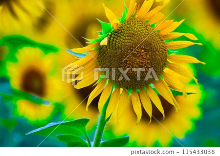sunflower	 115433038