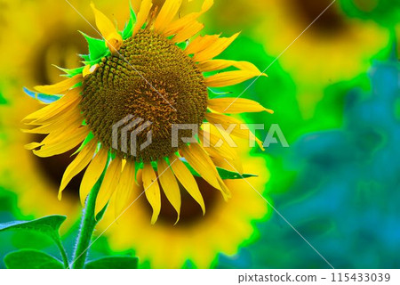 sunflower	 115433039