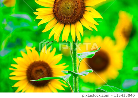 sunflower sunflower 115433040