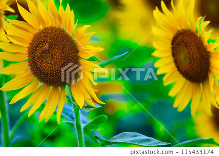 向日葵 向日葵 115433174