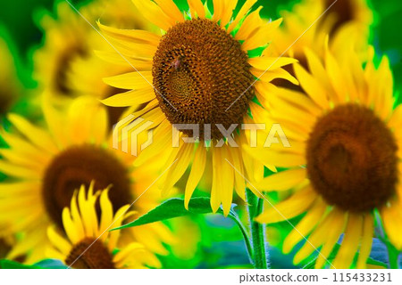 sunflower sunflower 115433231