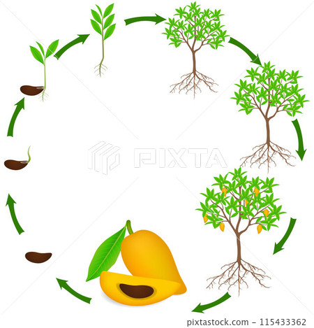 Life cycle of canistel or egg fruit plant on a white background. 115433362