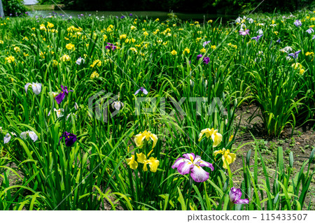 Heikedani Iris Garden and Yokadani Reservoir, which are nearing closure. 1 Fukuyama City, Hiroshima Prefecture 115433507