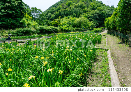 Scenery of Heikedani Iris Garden nearing closure 2 Fukuyama City, Hiroshima Prefecture 115433508