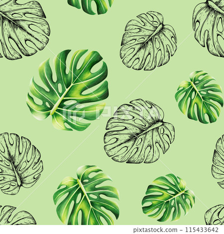 Watercolor seamless pattern with realistic and linear tropical illustration of monstera isolated on background. Beautiful botanical hand painted logo with floral elements. For designers, spa Watercolor seamless pattern with realistic and linear tropical illustration of monstera isolated on background. Beautiful botanical hand painted logo with floral elements. For designers, spa 115433642