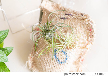 Air plants decorated with burlap bags Air plants decorated with burlap bags 115434065