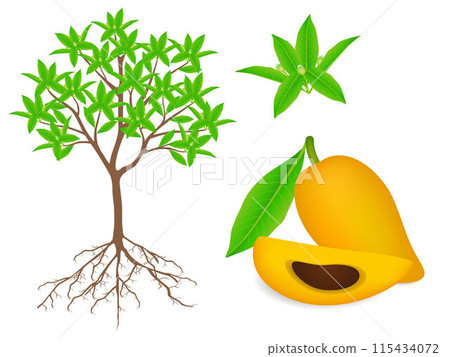 Showing parts of canistel or egg plant on a white background. 115434072