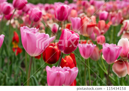 tulip garden blossom plant spring Tulip garden spring チューリップ tulip garden blossom plant spring Tulip garden spring チューリップ 115434158