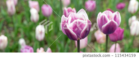 tulip garden blossom plant spring Tulip garden spring チューリップ 115434159