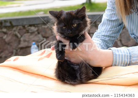 In the picture, a lady cuddles a small black kitten while sitting on a blanket 115434363