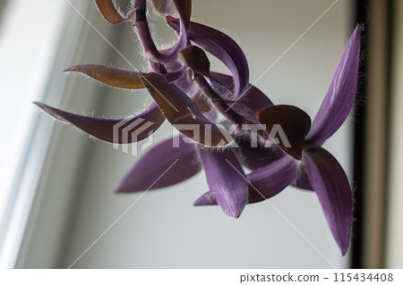 A plant with purple flowers and brown leaves, displaying its beauty A plant with purple flowers and brown leaves, displaying its beauty 115434408