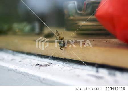 A detailed image showing a bug resting on a window ledge A detailed image showing a bug resting on a window ledge 115434428