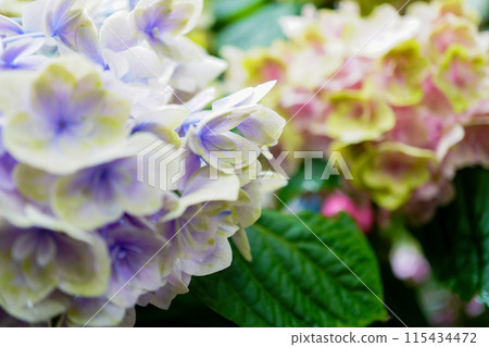 Hydrangea wet in the rain 115434472