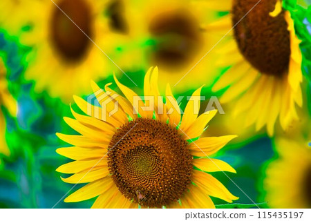 sunflower	 115435197