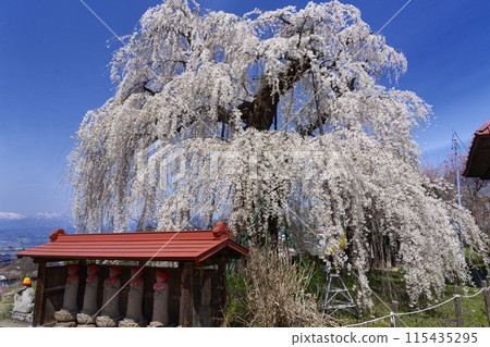 Weeping cherry blossoms of Takatani-dera 115435295