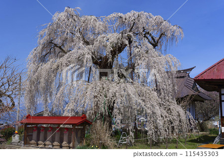 Takatani-dera的垂枝櫻花 115435303