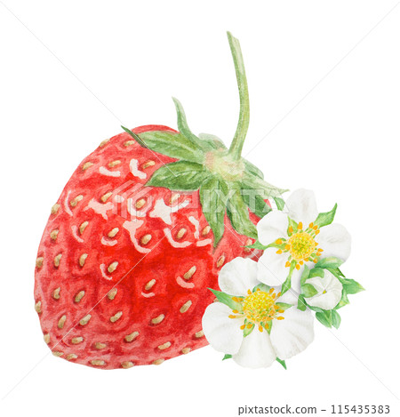 Red strawberry hand drawn watercolor illustration. Food art, fresh botanical realistic painting. Berry and white flowers clipart for restaurant, cafe menu, packaging of farm goods, vegan products 115435383