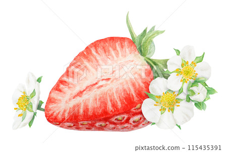 Red strawberry half, slice hand drawn watercolor illustration. Delicious food art, botanical realistic painting. Berry and white flowers clipart for cafe menu, packaging of farm goods, vegan products Red strawberry half, slice hand drawn watercolor illustration. Delicious food art, botanical realistic painting. Berry and white flowers clipart for cafe menu, packaging of farm goods, vegan products 115435391